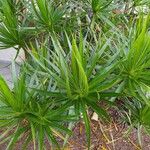 Dracaena reflexaHostoa