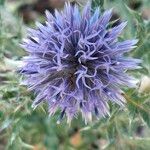 Echinops ritro Blüte