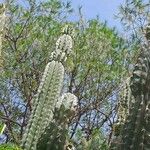 Cereus jamacaru Bark