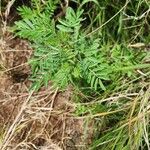 Indigofera arrecta Folha