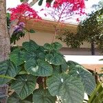 Clerodendrum japonicum عادت داشتن