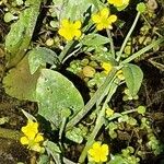 Ranunculus ophioglossifolius Fleur