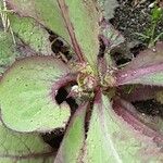 Lactuca virosa Leaf