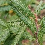 Comptonia peregrina Leaf