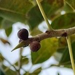 Ficus cordata Flor