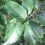 Ilex kusanoi Hoja