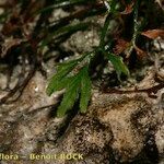 Asplenium seelosii Corteza