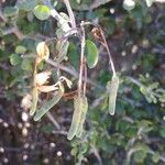 Cadaba virgata Fruto