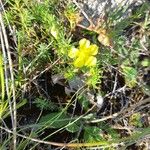 Fumana procumbens Blad