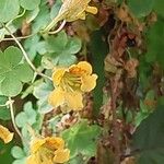 Tropaeolum peregrinum Blüte