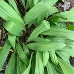 Allium tricoccum Blatt