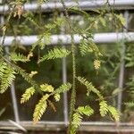 Dacrycarpus dacrydioides Ліст