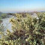 Atriplex canescensBlomst