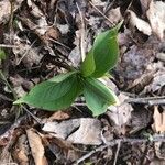 Trillium grandiflorum List