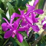 Guarianthe skinneri Flower