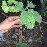 Panax quinquefolius Blad