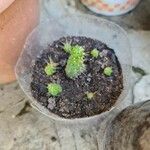 Opuntia fragilis Leaf