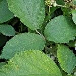 Rubus foliosus Blatt