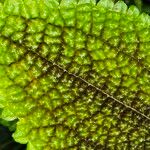 Pilea involucrata Ліст