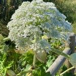 Heracleum mantegazzianumBlomma