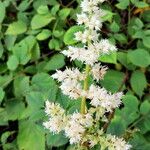 Astilbe grandis