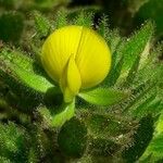 Ononis pubescens Flor
