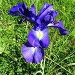 Iris latifolia Květ