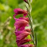 Gladiolus × byzantinus Blomst