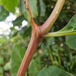 Phytolacca acinosa Ekosanga