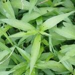 Persicaria hydropiper Hoja