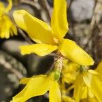 Forsythia intermedia Flor