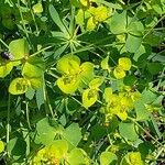 Chamaesyce serpens Лист