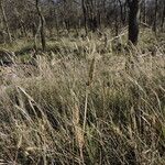 Elymus virginicus Habitus