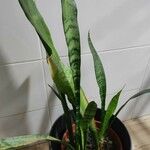 Dracaena hyacinthoides Лист