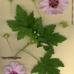 Malva acerifolia Other