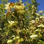 Cornus racemosa Flor