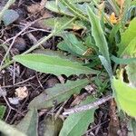 Bunias erucago Leaf