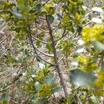 Rhamnus alaternus 樹皮