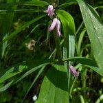 Polygonatum roseum