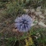Echinops ritro Fleur