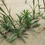 Dianthus gallicus Autre