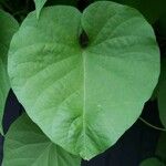 Aristolochia macrophylla Лист