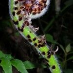 Cyathea bicrenata Övriga