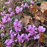 Cyclamen hederifoliumFlor