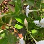 Mandevilla boliviensis Leaf