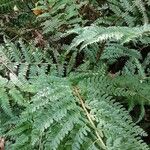 Polystichum aculeatum Blad