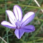 Aphyllanthes monspeliensis Blomma