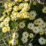 Dimorphotheca sinuata Λουλούδι