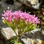 Valeriana macrosiphon Λουλούδι