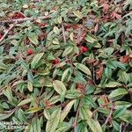 Cotoneaster salicifolius Fruit